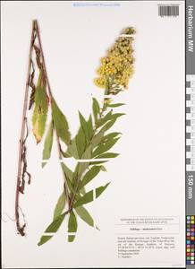 Solidago ×niederederi Khek, Eastern Europe, Middle Volga region (E8) (Russia)