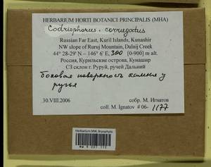 Dilutineuron corrugatum (Bedn.-Ochyra) Bedn.-Ochyra, Sawicki, Ochyra, Szczecińska & Plášek, Bryophytes, Bryophytes - Russian Far East (excl. Chukotka & Kamchatka) (B20) (Russia)