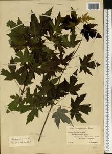 Acer saccharum, Eastern Europe, Lower Volga region (E9) (Russia)