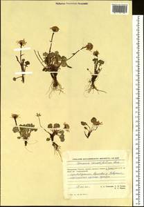 Packera heterophylla (Fisch.) E. L. Wiebe, Siberia, Chukotka & Kamchatka (S7) (Russia)