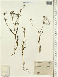Coriandrum sativum L., South Asia, South Asia (Asia outside ex-Soviet states and Mongolia) (ASIA) (Israel)