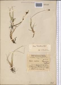 Carex turkestanica Regel, Middle Asia, Northern & Central Tian Shan (M4) (Kyrgyzstan)