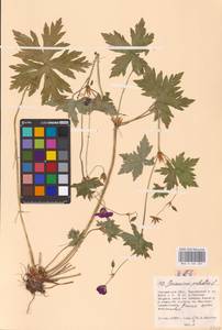 Geranium palustre L., Eastern Europe, Central region (E4) (Russia)