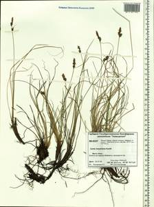 Carex meyeriana Kunth, Siberia, Central Siberia (S3) (Russia)