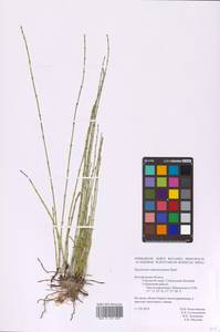 Equisetum ramosissimum Desf., Eastern Europe, Central forest-and-steppe region (E6) (Russia)