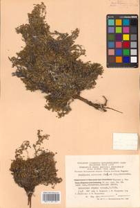 Stellaria sibirica (Regel & Tiling) Schischk., Siberia, Chukotka & Kamchatka (S7) (Russia)