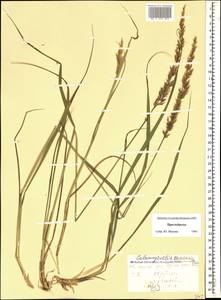 Calamagrostis caucasica Trin., Caucasus, Stavropol Krai, Karachay-Cherkessia & Kabardino-Balkaria (K1b) (Russia)