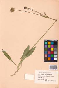 Succisa pratensis Moench, Eastern Europe, West Ukrainian region (E13) (Ukraine)