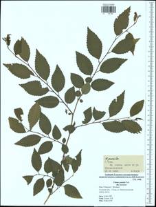 Ulmus pumila L., Eastern Europe, Central region (E4) (Russia)