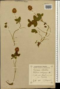 Trifolium ambiguum M.Bieb., Caucasus, Georgia (K4) (Georgia)