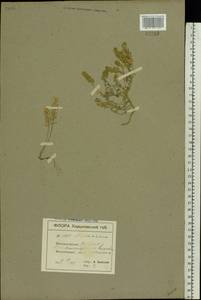 Alyssum turkestanicum Regel & Schmalh. ex Regel, Eastern Europe, South Ukrainian region (E12) (Ukraine)