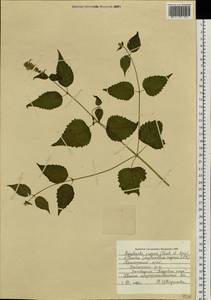 Agastache rugosa (Fisch. & C.A.Mey.) Kuntze, Siberia, Russian Far East (S6) (Russia)