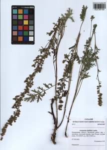 Artemisia latifolia Ledeb., Siberia, Altai & Sayany Mountains (S2) (Russia)