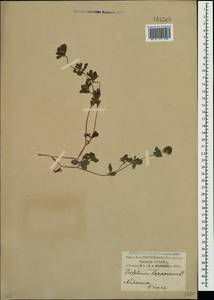 Trifolium lappaceum L., Crimea (KRYM) (Russia)