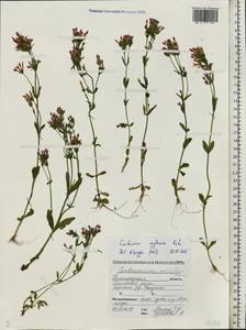 Centaurium erythraea, Eastern Europe, Volga-Kama region (E7) (Russia)