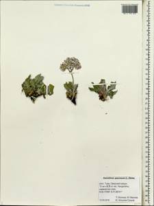 Goniolimon speciosum (L.) Boiss., Siberia, Altai & Sayany Mountains (S2) (Russia)