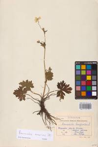 Ranunculus polyanthemos subsp. nemorosus (DC.) Schübl. & G.Martens, Eastern Europe, West Ukrainian region (E13) (Ukraine)