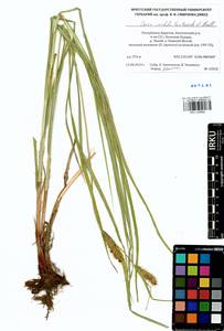 Carex sordida Van Heurck & Müll.Arg., Siberia, Baikal & Transbaikal region (S4) (Russia)