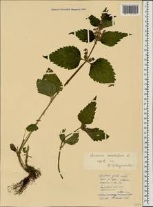 Lamium maculatum (L.) L., Caucasus, North Ossetia, Ingushetia & Chechnya (K1c) (Russia)