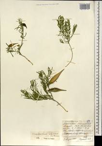 Cynanchum thesioides (Freyn) K. Schum., Mongolia (MONG) (Mongolia)