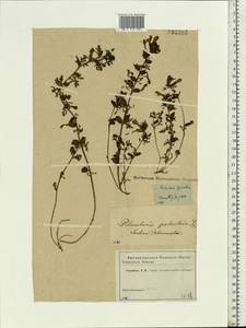 Pedicularis palustris, Eastern Europe, Moscow region (E4a) (Russia)