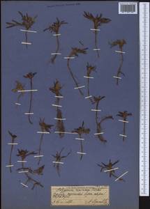 Knorringia sibirica subsp. thomsonii (Meisn.) S. P. Hong, Middle Asia, Pamir & Pamiro-Alai (M2) (Tajikistan)