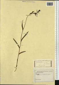 Cephalanthera rubra (L.) Rich., Western Europe (EUR) (Italy)