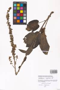 Verbascum nigrum L., Eastern Europe, Moscow region (E4a) (Russia)