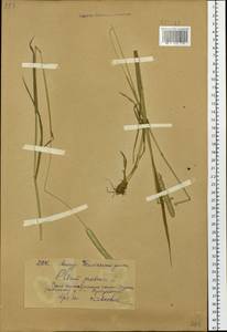 Phleum pratense L., Siberia, Russian Far East (S6) (Russia)