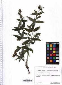 Galium boreale L., Eastern Europe, Middle Volga region (E8) (Russia)