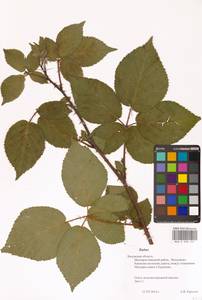 Rubus, Eastern Europe, Central region (E4) (Russia)
