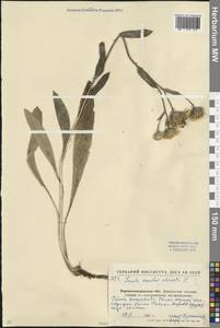 Pentanema oculus-christi (L.) D. Gut. Larr., Santos-Vicente, Anderb., E. Rico & M. M. Mart. Ort., Eastern Europe, North Ukrainian region (E11) (Ukraine)