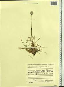 Eriophorum vaginatum L., Siberia, Central Siberia (S3) (Russia)