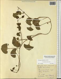 Calystegia soldanella (L.) R. Br., Australia & Oceania (AUSTR) (New Zealand)