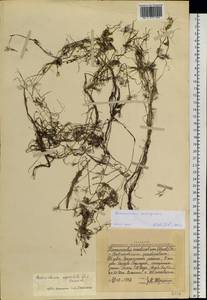 Ranunculus subrigidus W. B. Drew, Siberia, Altai & Sayany Mountains (S2) (Russia)