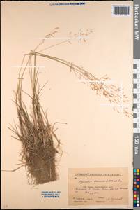 Agrostis capillaris L., Caucasus, Krasnodar Krai & Adygea (K1a) (Russia)