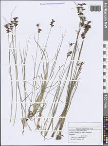 Juncus compressus Jacq., Eastern Europe, Middle Volga region (E8) (Russia)