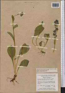 Swertia perennis, America (AMER) (Canada)