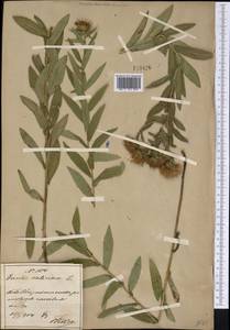 Pentanema salicinum (L.) D. Gut. Larr., Santos-Vicente, Anderb., E. Rico & M. M. Mart. Ort., Siberia, Russian Far East (S6) (Russia)