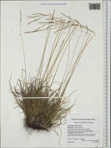 Festuca trachyphylla (Hack.) Hack., Western Europe (EUR) (Germany)