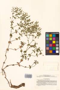 Mesostemma dichotomum (L.) Arabi, Rabeler & Zarre, Siberia, Russian Far East (S6) (Russia)