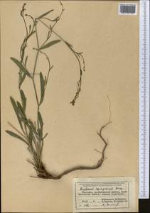Bupleurum exaltatum M.Bieb., Middle Asia, Northern & Central Tian Shan (M4) (Kyrgyzstan)
