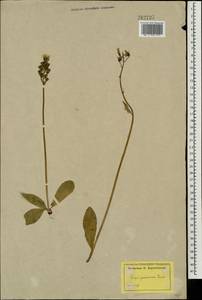 Crepis praemorsa (L.) Tausch, Eastern Europe, Latvia (E2b) (Latvia)