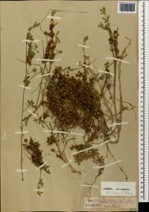 Cuscuta europaea L., Caucasus, Armenia (K5) (Armenia)