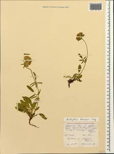 Anthyllis vulneraria subsp. boissieri (Sagorski)Bornm., Caucasus, North Ossetia, Ingushetia & Chechnya (K1c) (Russia)