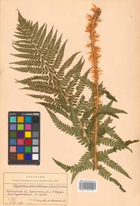 Polystichum microchlamys (Christ) Matsum., Siberia, Russian Far East (S6) (Russia)