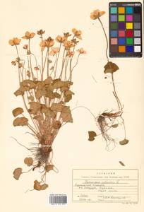 Parnassia palustris L., Siberia, Russian Far East (S6) (Russia)