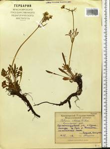 Patrinia sibirica (L.) Juss., Siberia, Altai & Sayany Mountains (S2) (Russia)