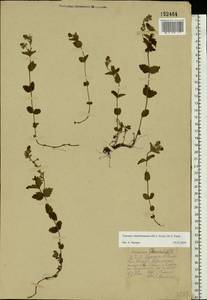 Veronica vindobonensis (M. Fisch.) M. Fisch., Eastern Europe, Central forest-and-steppe region (E6) (Russia)