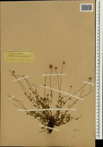 Anthemis cretica subsp. cretica, South Asia, South Asia (Asia outside ex-Soviet states and Mongolia) (ASIA) (Turkey)